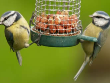 De natuur in: huismuis meest getelde tuinvogel