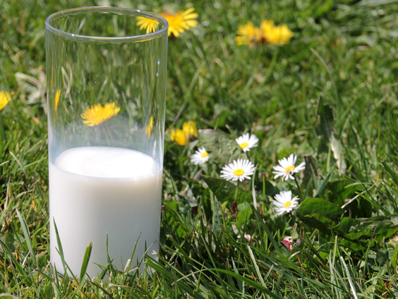 Melk maken van gras