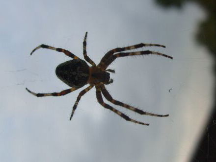 Spin overleeft de stofzuiger!