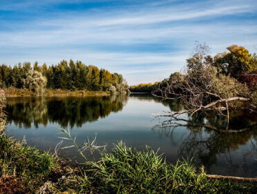 Dode bomen in de Maas gekieperd