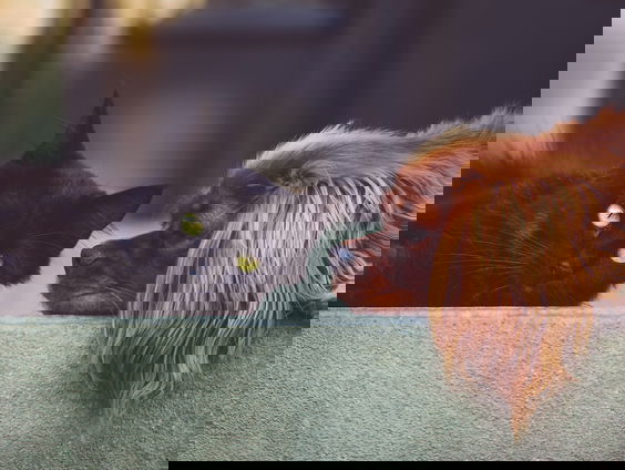 Ook mensen kwetsbaar voor vlooienvergif