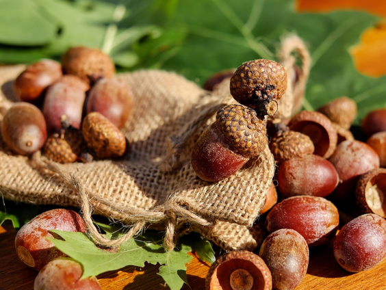 Eikels vallen steeds vroeger. Nou en!?