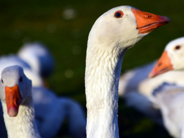 De natuur wordt overspoelt door ganzen