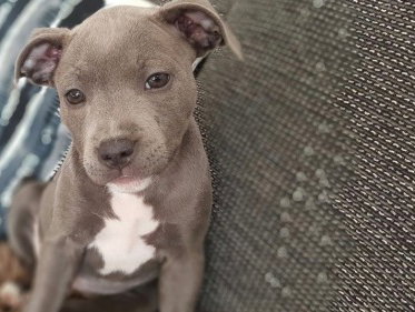 Kees van Velzen: 'Toen ik die pup zag moest ik denken aan een verhaal uit de Bijbel'