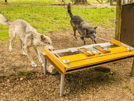 Column Michael de Werd: Whuuuwhuuu... wolven!