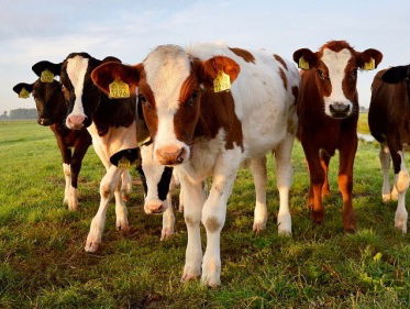 De koeien mogen weer de wei in, het is lente!