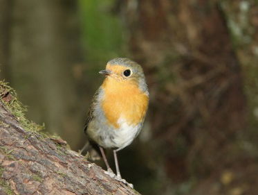 Martine Dubois neemt ons mee terug in de tijd