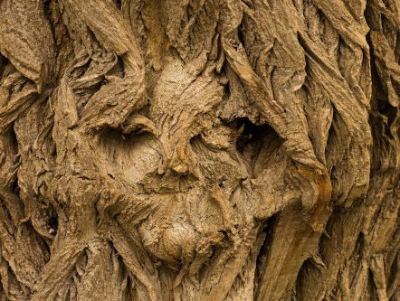 Overal gezichten in zien