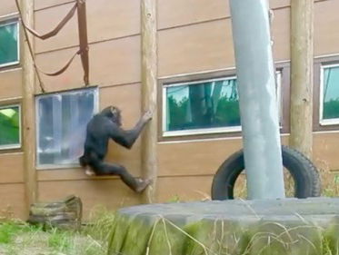 Aap Marria moet wennen in Almere