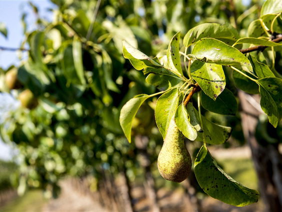 Gratis af te halen: perenbomen