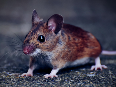 Muizenmysterie in Leeuwarden