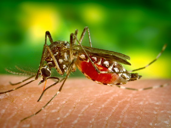 Welk nut heeft de mug?