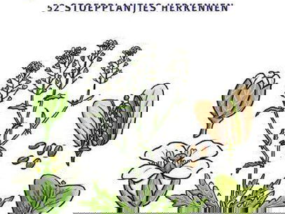 Stoepplantjes moet je koesteren