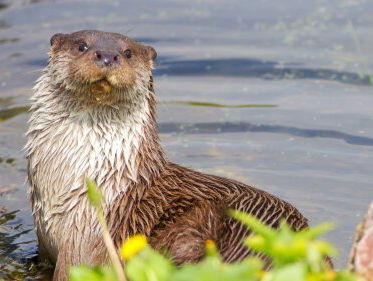 Wilde dieren in Nederland