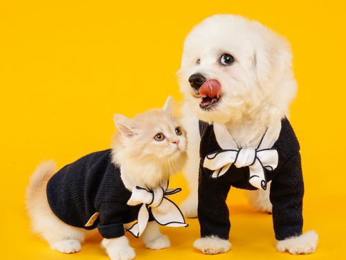 Pet Walk of Fame in Rotterdam