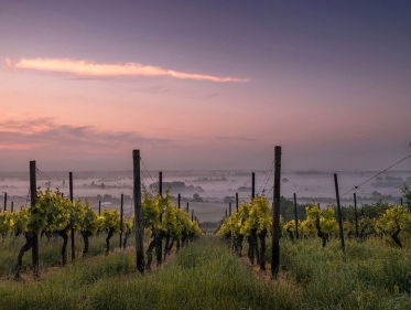 Plukken en proeven in de wijngaard