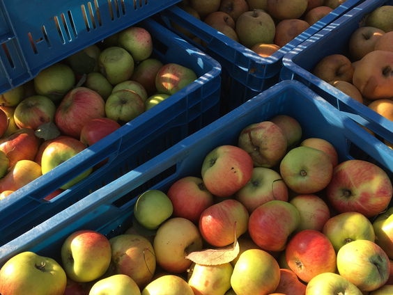 Stichting Fryske Frucht verzamelt appels zodat ze niet verloren gaan!