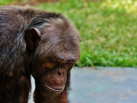 Hoe kan een chimpansee zo slim om zijn eigen ontsnapping te bouwen?