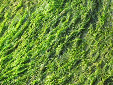 Dag van de duurzaamheid: zeewierboerderij