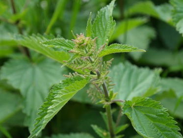 Bekendste plant van West Europa!