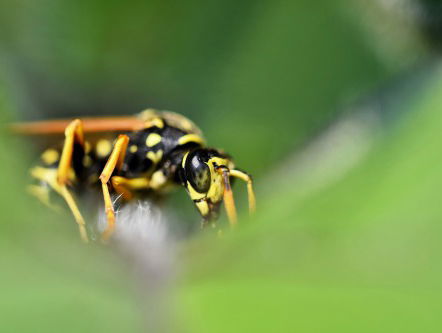2024 wordt het jaar van de wesp, en daar moeten we blij mee zijn!