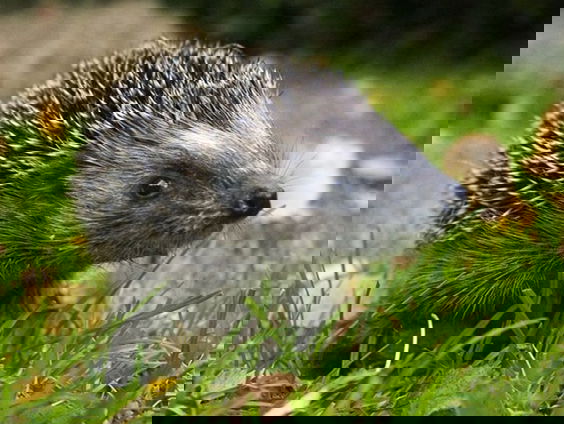 Egels lopen gevaar door robotmaaiers