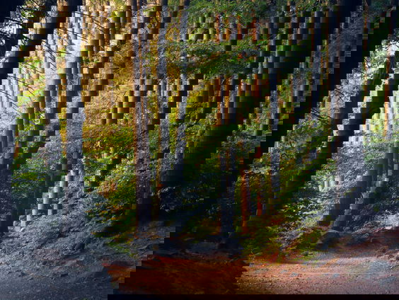 HZD: Waarom geeft de natuur ons rust?