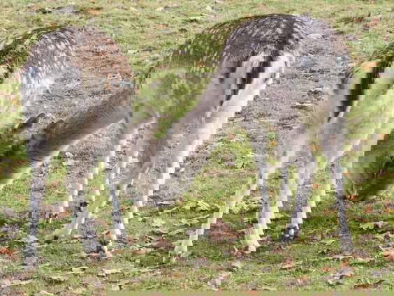 Kimberly ontfermde zich over het dierenpark in Hoensbroek