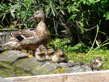 De natuur in: Frater Willibrordus en zijn wilde eend