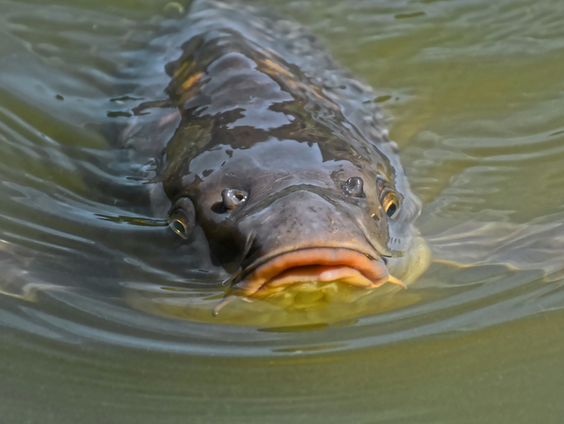 'Karperdokter' Mark onderzoekt gezondheid karpers