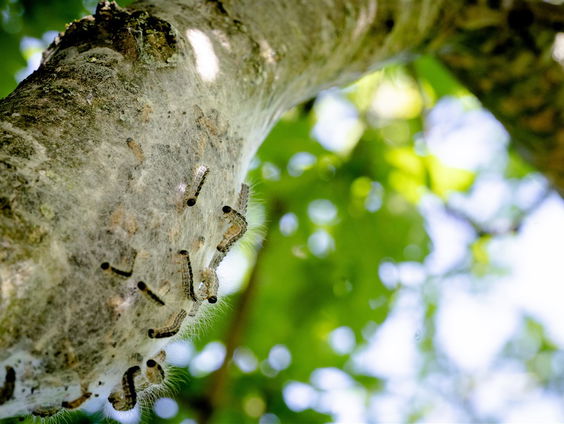 De natuurprofessor helpt ons van de eikenprocessierups af