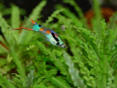 Guppy's hebben een persoonlijkheid