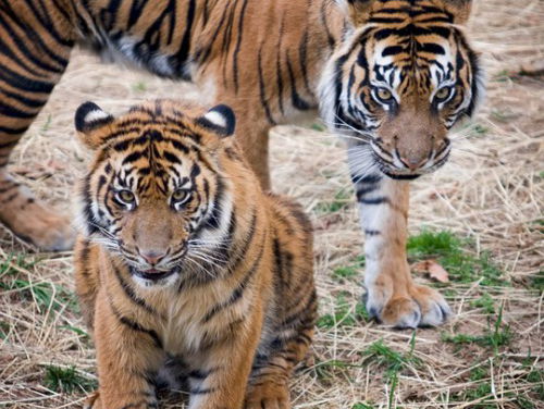 Aankomst twee Syrische tijgers in Friesland