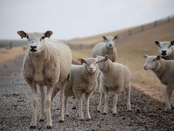 Lammetjesdag gaat niet door! Dan adopteer je toch een lammetje?