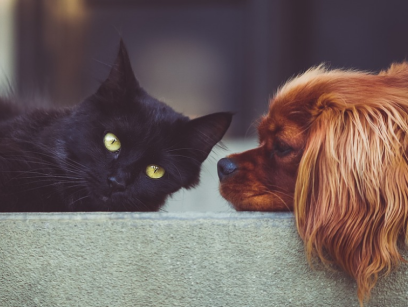 Katholieken hebben hond, protestanten een poes