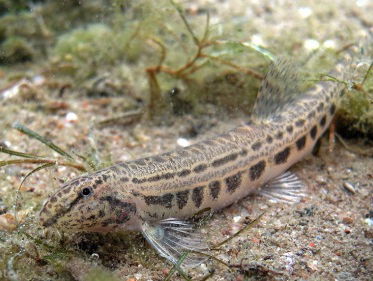 Martine Dubois is met Kees van Son bij de Drentse Aa