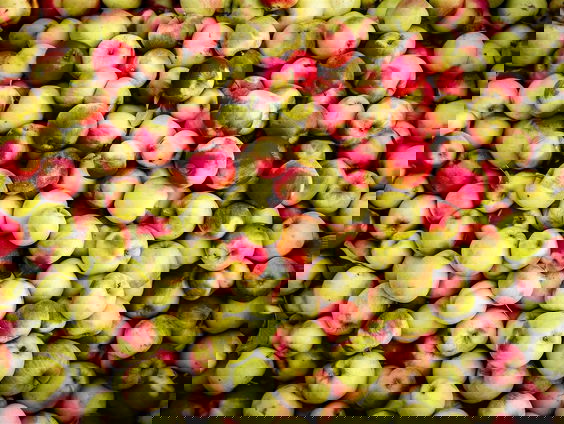 Het eerste eetbare bushokje staat in Breda