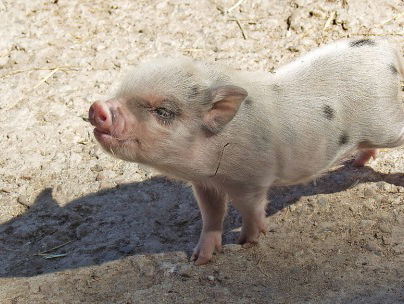 Eerste varkensstal met twee sterren van het Beter Leven-keurmerk