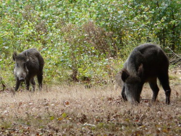 Al neuriënd rij ik door de bossen bij Epe tot ik aan de zijkant van de weg een wild zwijn zie scharrelen!