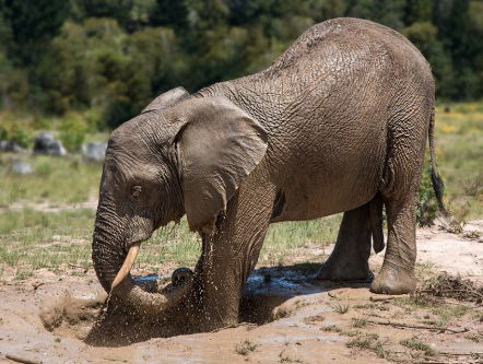 Depressieve olifant terug in het circus