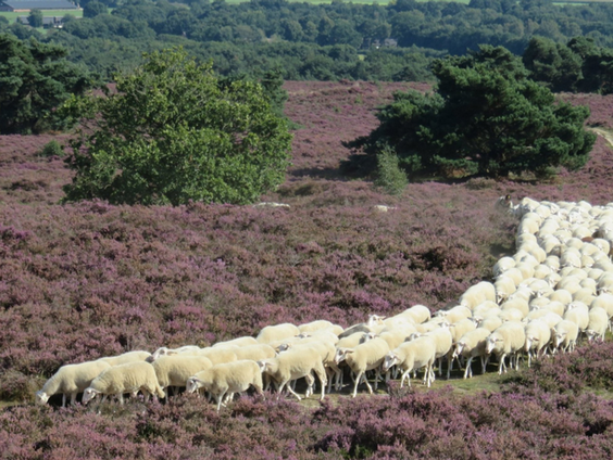 de Lemelerberg van Herman Haan