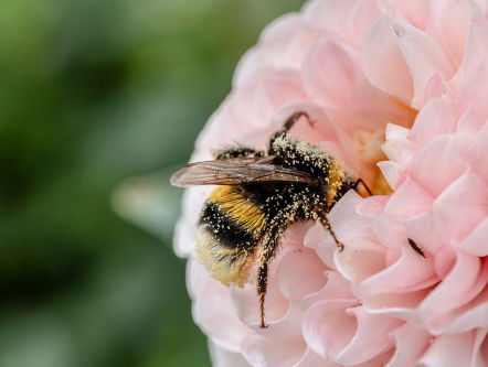 2. te gast: Lisette van Kolfschoten, bijen-expert Naturalis, ivm bijen-tel-dag