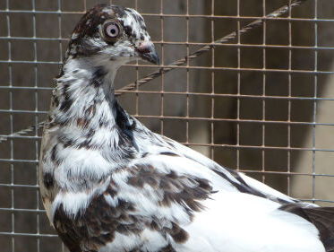 Duivensport op lijst immaterieel erfgoed