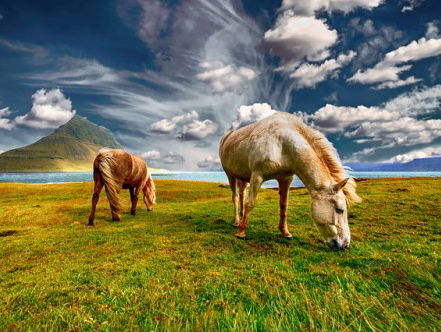 Elisa Hanssen geeft paardrijtours op IJsland