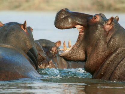 De nijlpaarden van Pablo Escobar