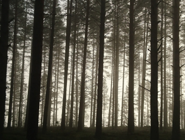 Dennenbos van 13.000 jaar oud ontdekt