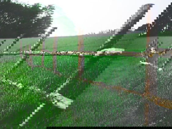 Spreekwoorden onder de loep: is buurmans gras echt groener?