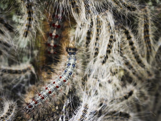 Sjon kweekt eikenprocessierups in eigen tuin