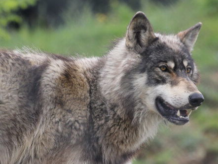 Wolf Drenthe wordt live geprepareerd