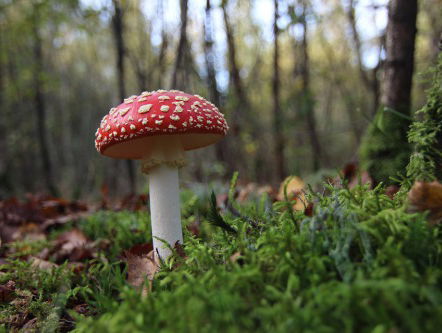 Paddenstoelen: de do's en don'ts